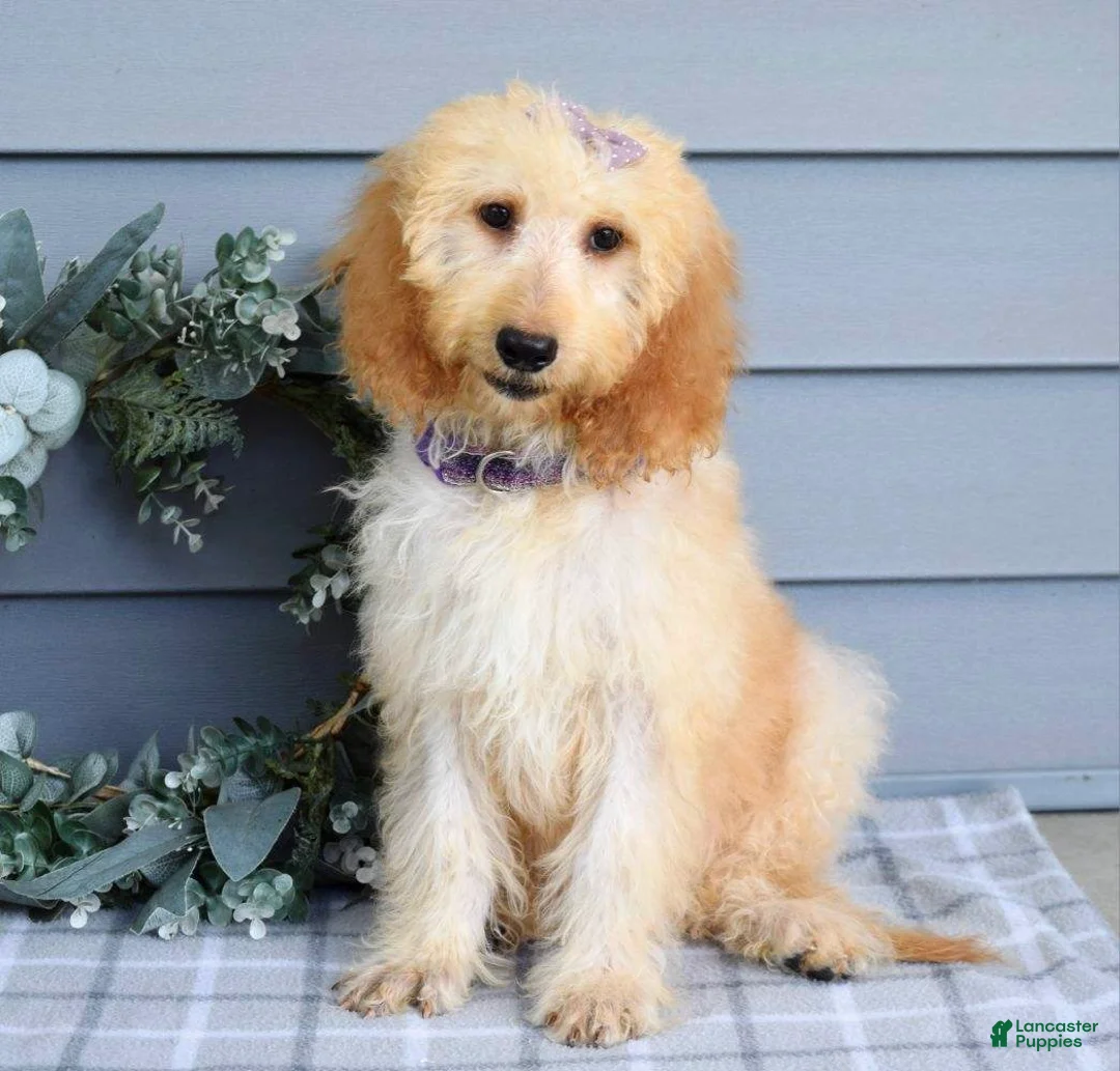 Goldendoodle dogs for sale: Millie - Ad 1