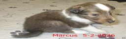 Shetland Sheepdog dogs for sale: Marcus Male - Ad 4