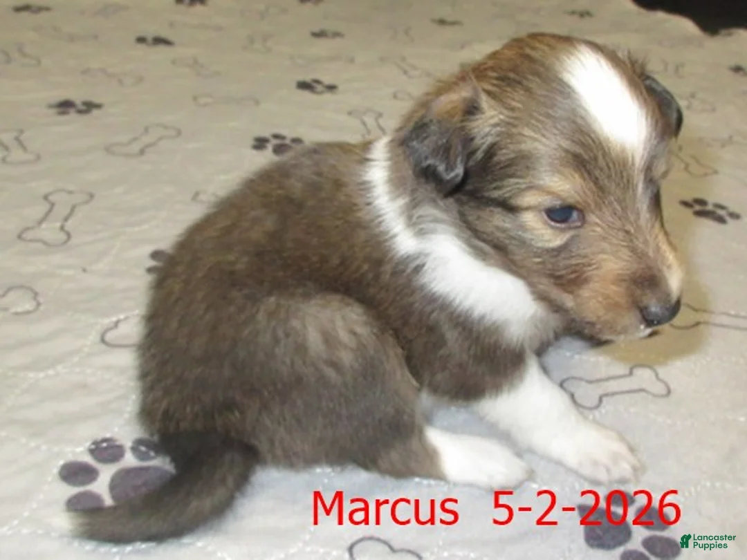 Shetland Sheepdog dogs for sale: Marcus Male - Ad 4