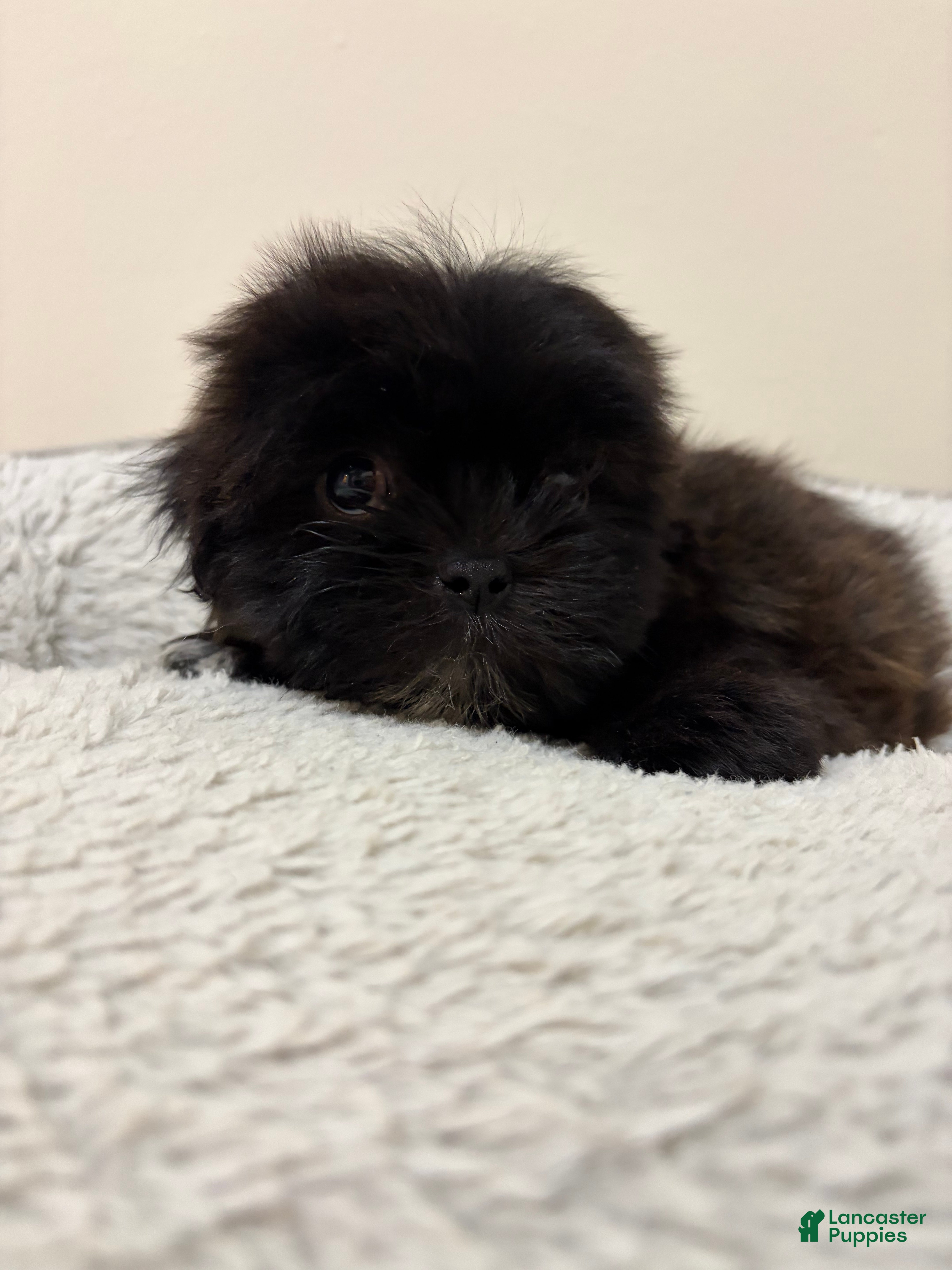 Shih Tzu dogs April - Ad 21