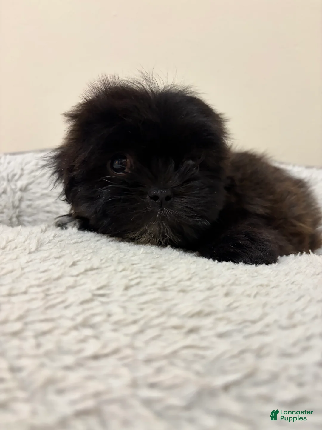 Shih Tzu dogs for sale: April - Ad 1