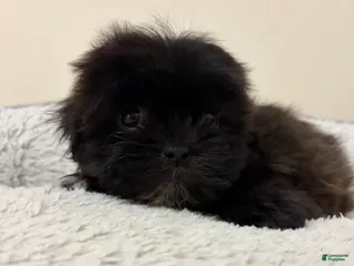 Shih Tzu dogs April - Ad 4