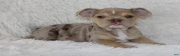 English Bulldog dogs for sale: Kacy - Ad 4