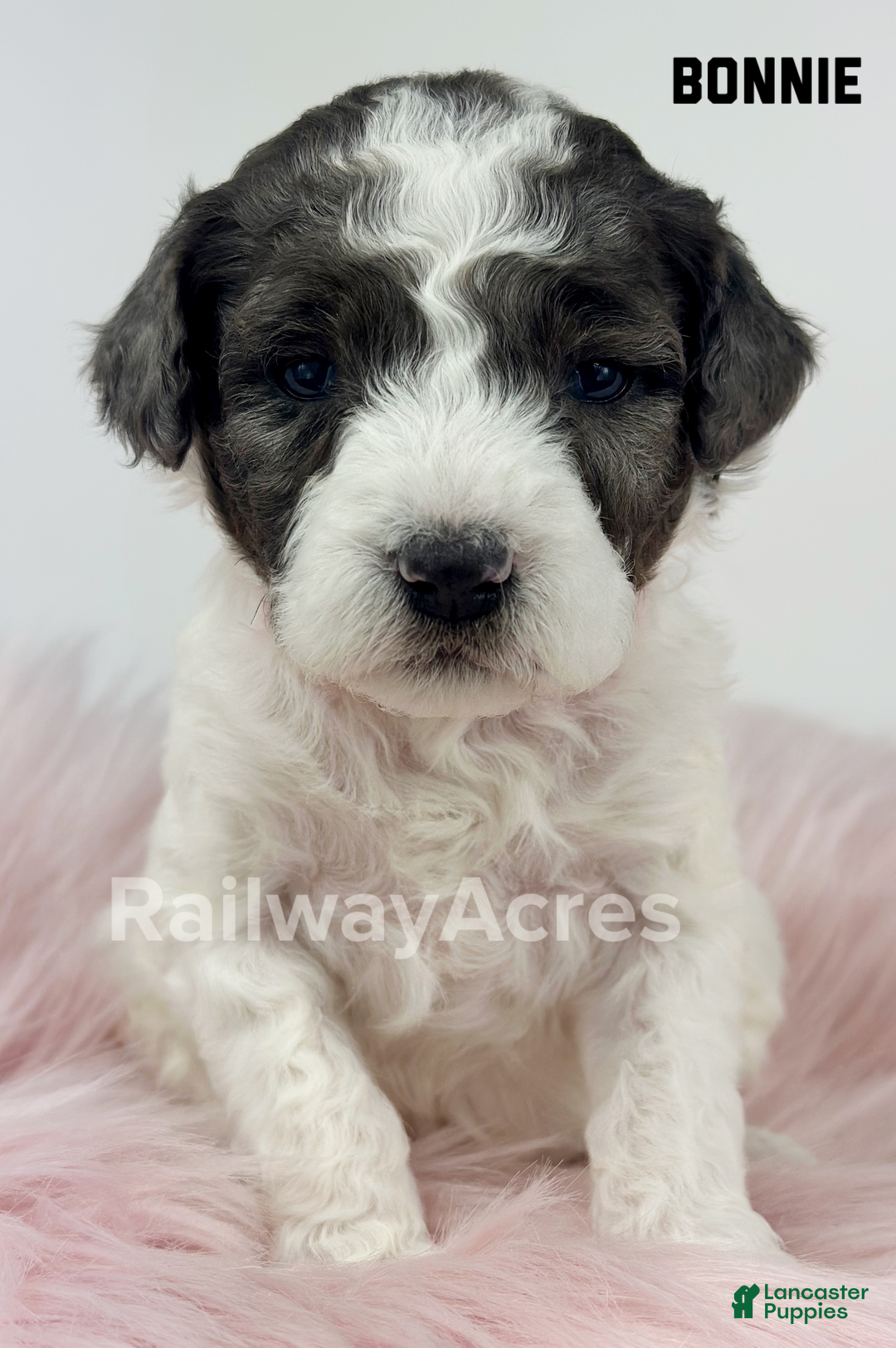 Mini Goldendoodle dogs for sale: Bonnie-Petite - Ad 1