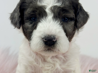 Mini Goldendoodle dogs Bonnie-Petite - Ad 30