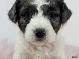 Mini Goldendoodle dogs Bonnie-Petite - Ad 10