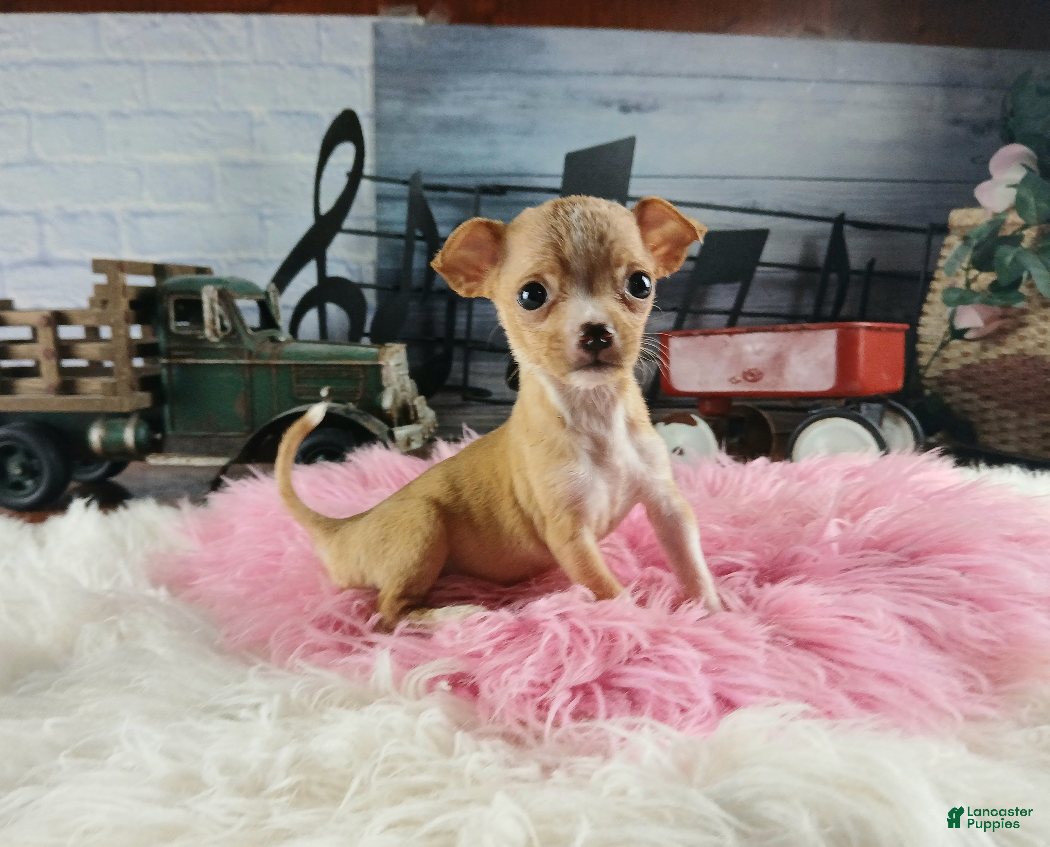 Chihuahua dogs Vanillas fawn white girl. Hand Delivery  - Ad 38
