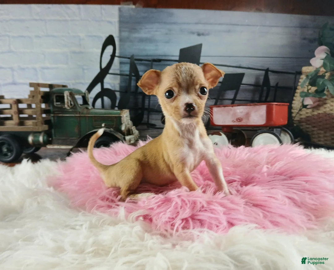 Chihuahua dogs for sale: Vanillas fawn white girl. Hand Delivery  - Ad 1