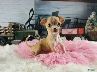 Chihuahua dogs Vanillas fawn white girl. Hand Delivery - Ad 41