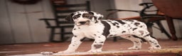 Great Dane dogs for sale: Gordon - Ad 9