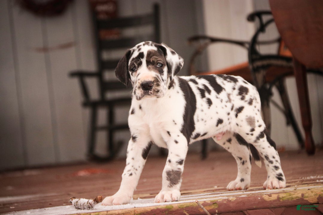 Great Dane dogs for sale: Gordon - Ad 9
