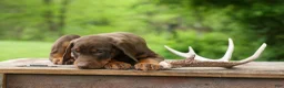 Doberman Pinscher dogs for sale:  Dexter (Red Rust)🐶 - Ad 12