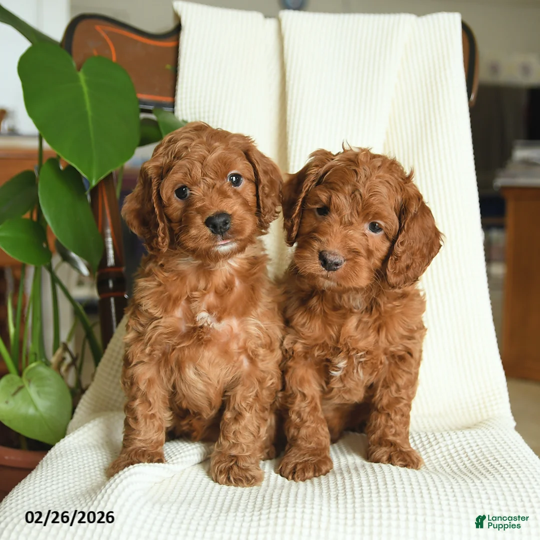 Cockapoo dogs for sale: River - Ad 3