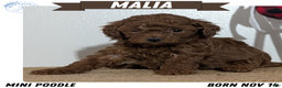 Miniature Poodle dogs for sale: Malia - Ad 1