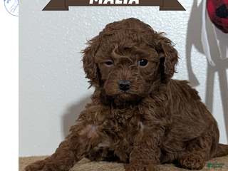 Miniature Poodle dogs Malia - Ad 1