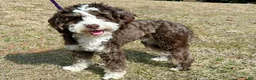 Mini Bernedoodle dogs for sale: Willie-Petite/Mini-OFA&GeneticParents - Ad 10