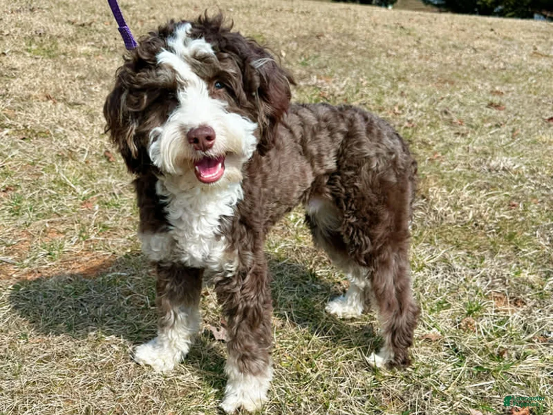 Mini Bernedoodle dogs for sale: Willie-Petite/Mini-OFA&GeneticParents - Ad 10