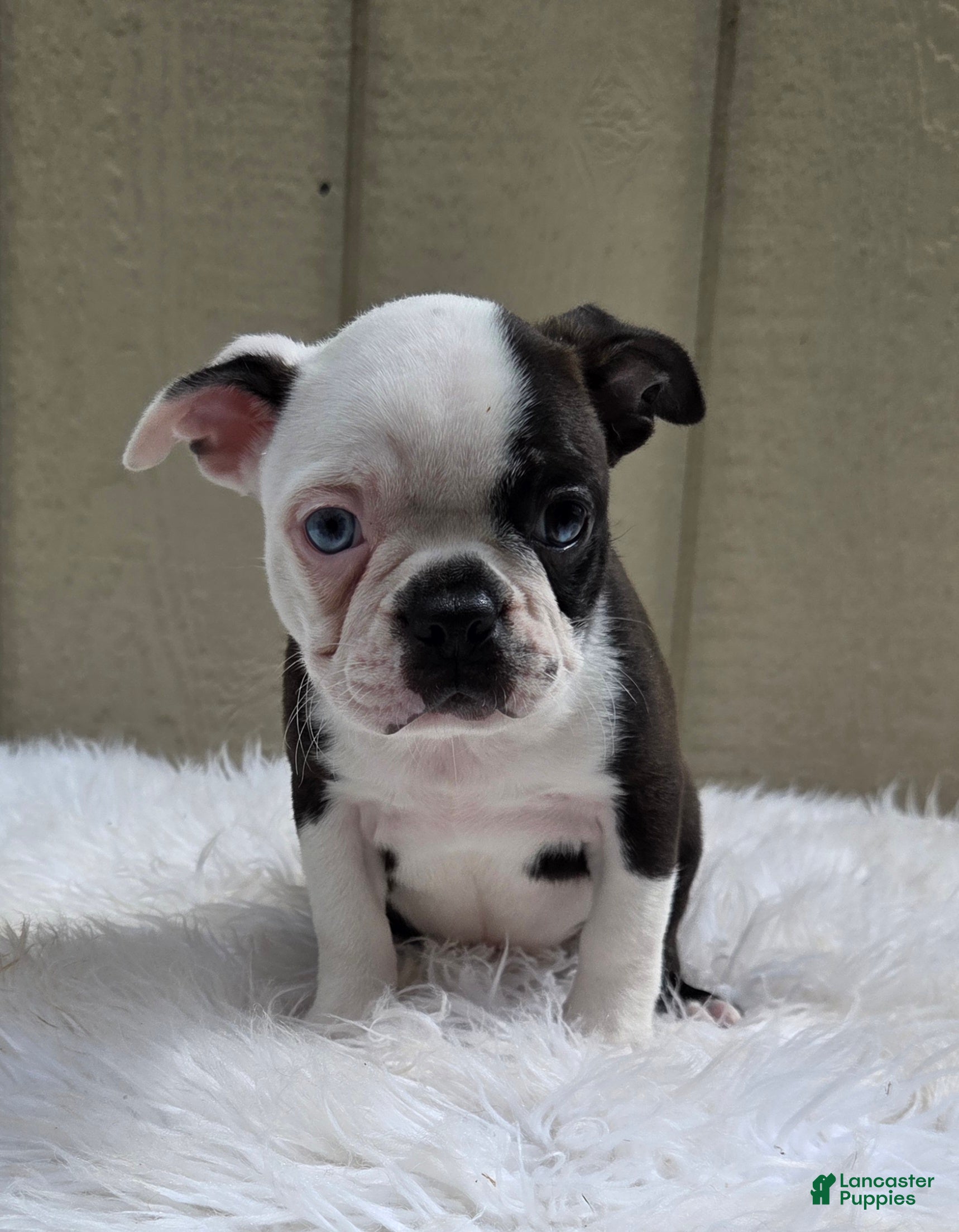 Frenchton dogs Cody  - Ad 2