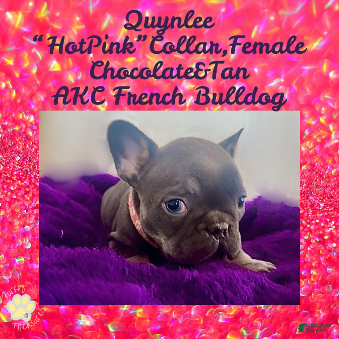 French Bulldog dogs for sale: Quynlee “Hot Pink” Collar, Female - Ad 2