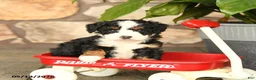 Mini Bernedoodle dogs for sale: Bobby - Ad 5