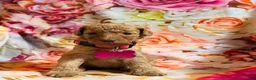Miniature Poodle dogs for sale: Miniature Poodle Puppy 7 - Ad 2