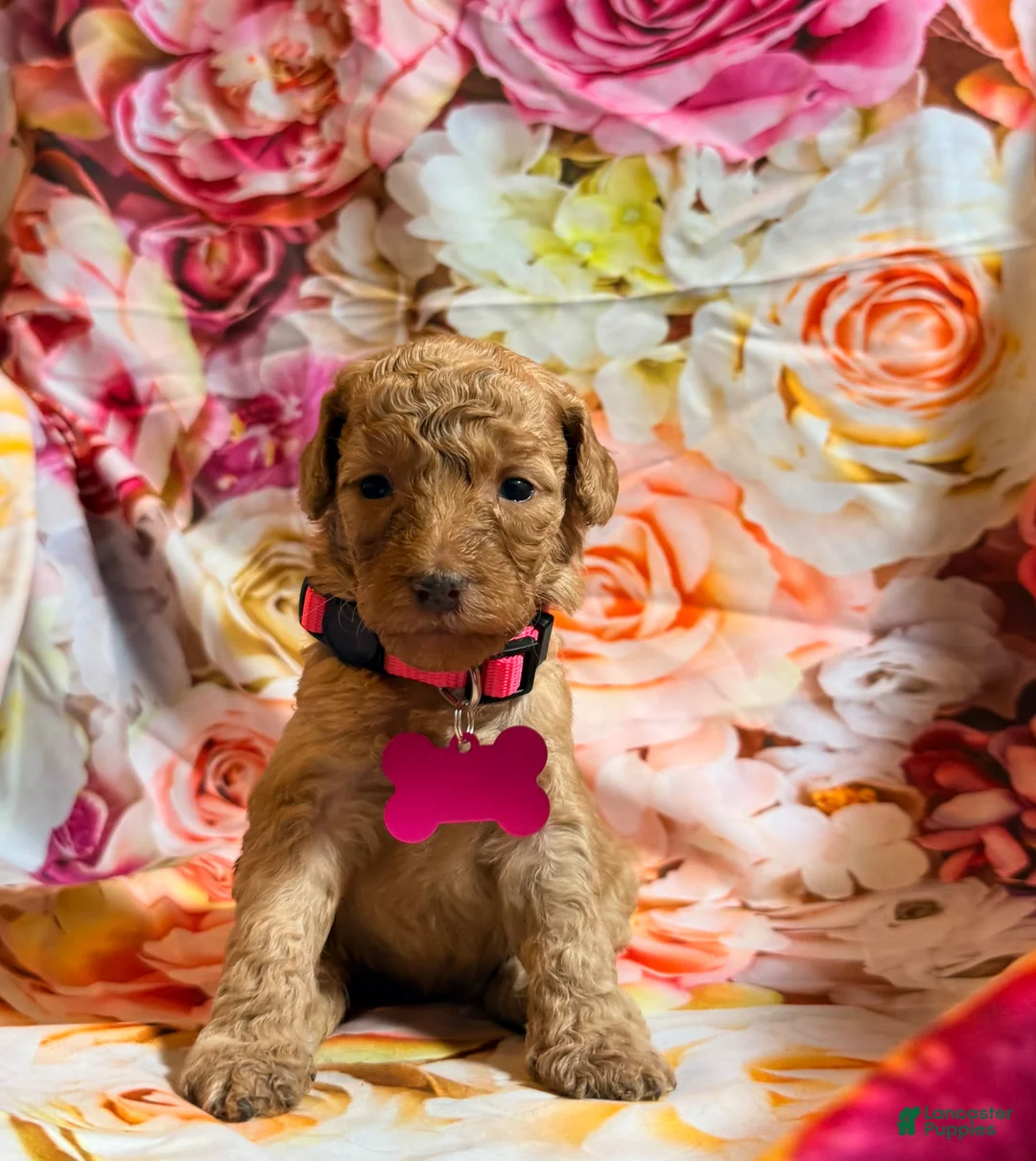 Miniature Poodle dogs for sale: Miniature Poodle Puppy 7 - Ad 2