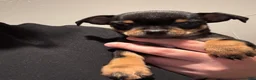 Chihuahua dogs for sale: Chihuahua Puppy 1 - Ad 4
