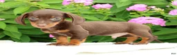 Miniature Dachshund dogs for sale: Jace - Ad 4