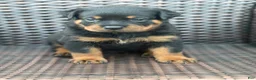 Rottweiler dogs for sale: Ky - Ad 13