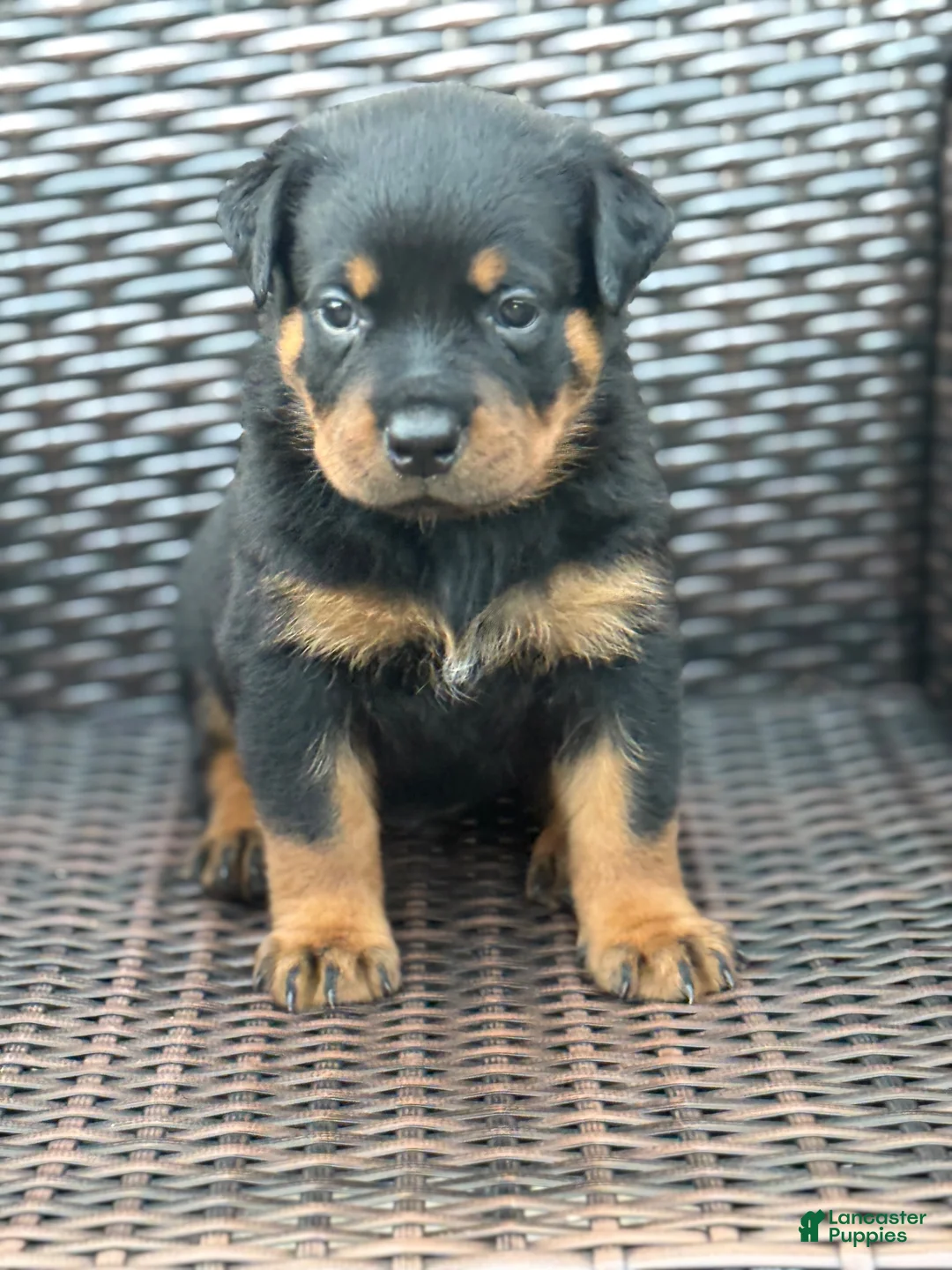 Rottweiler dogs for sale: Ky - Ad 13