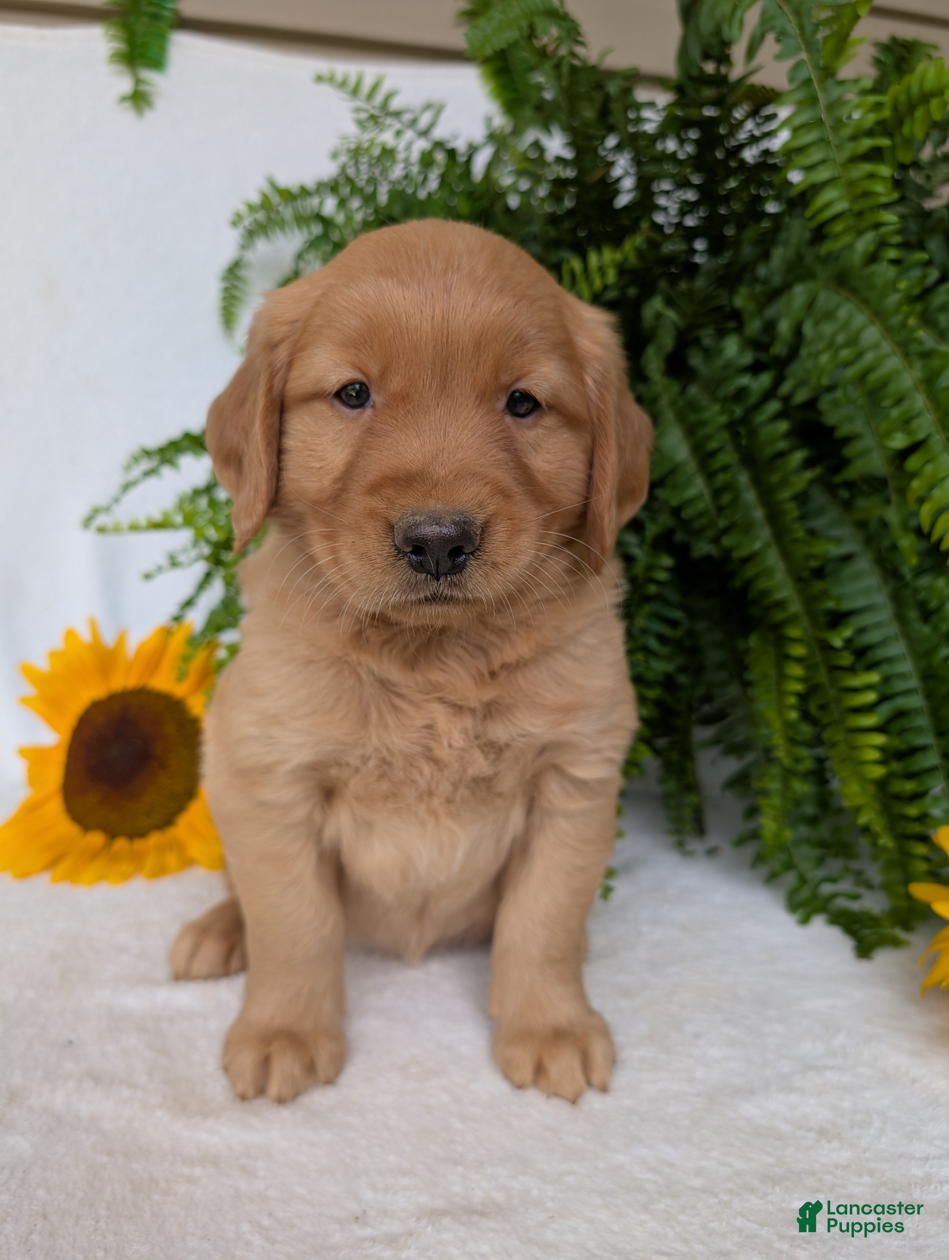 Golden Retriever dogs Shadow  - Ad 1