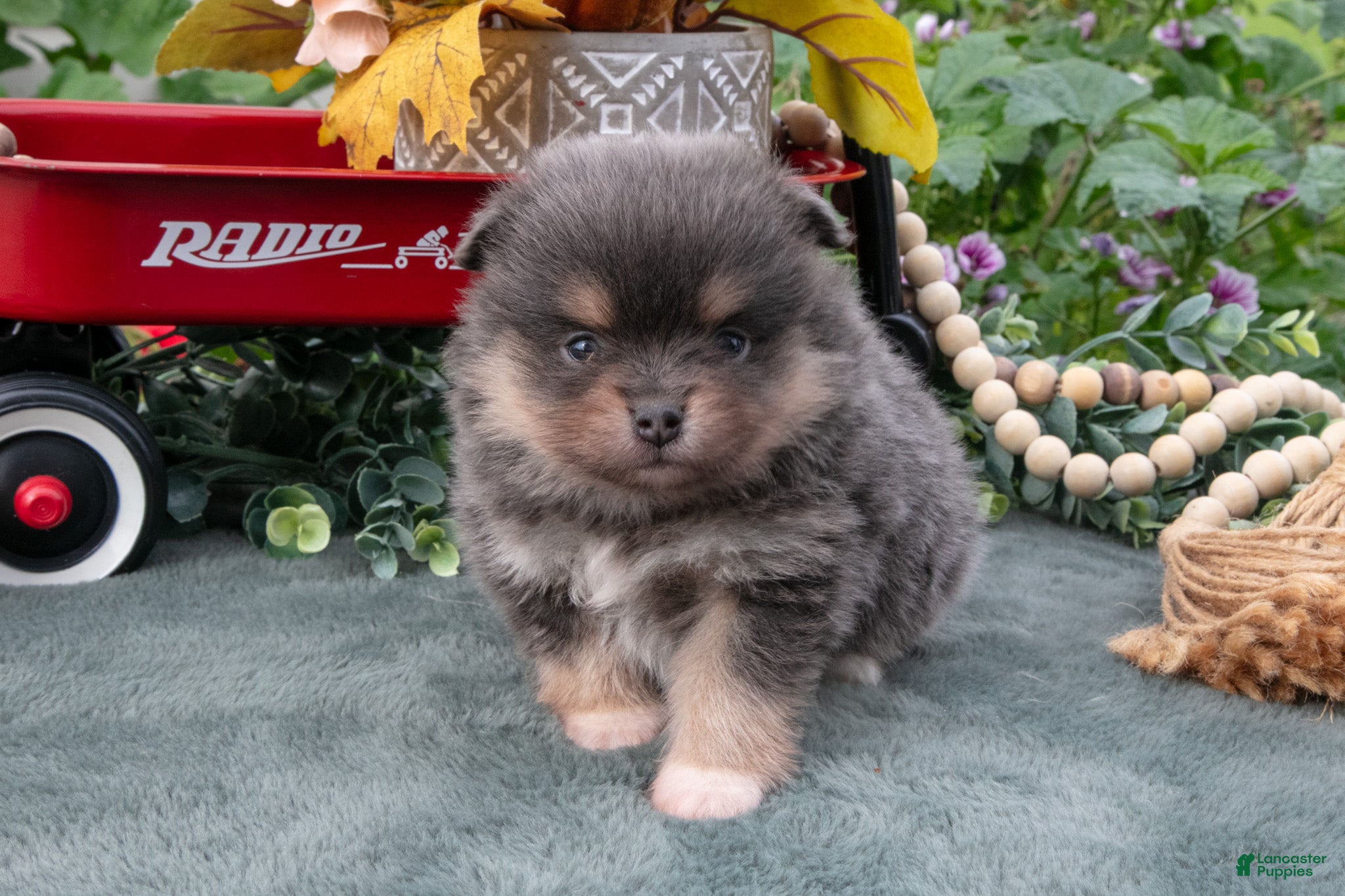 Santos (Pomeranian, Male) in Monroe, IN