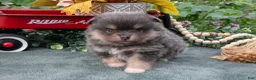 Pomeranian dogs for sale: Santos - Ad 1