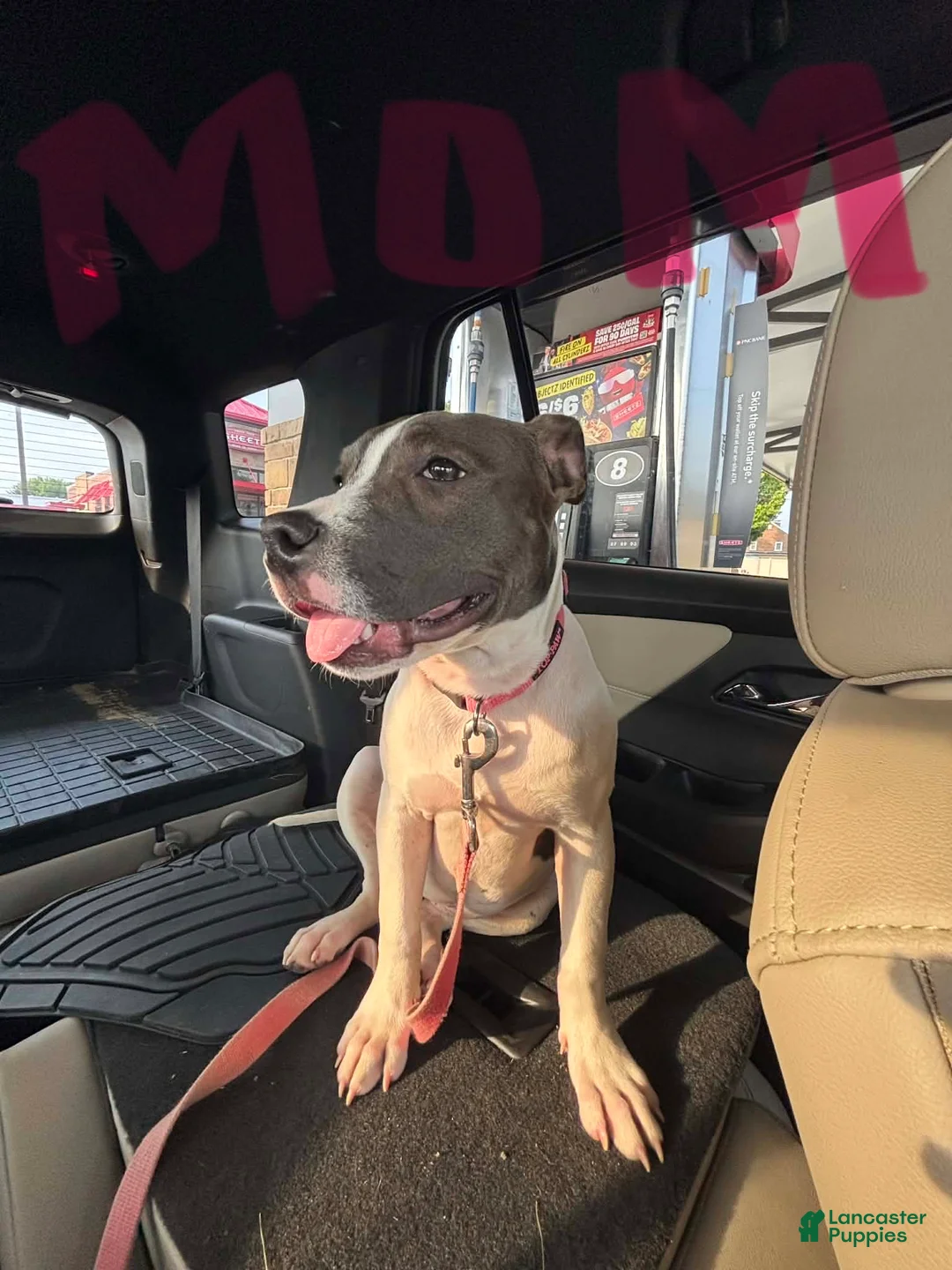 American Pit Bull Terrier dogs for sale: American Pit Bull Terrier Puppy 7 - Ad 2