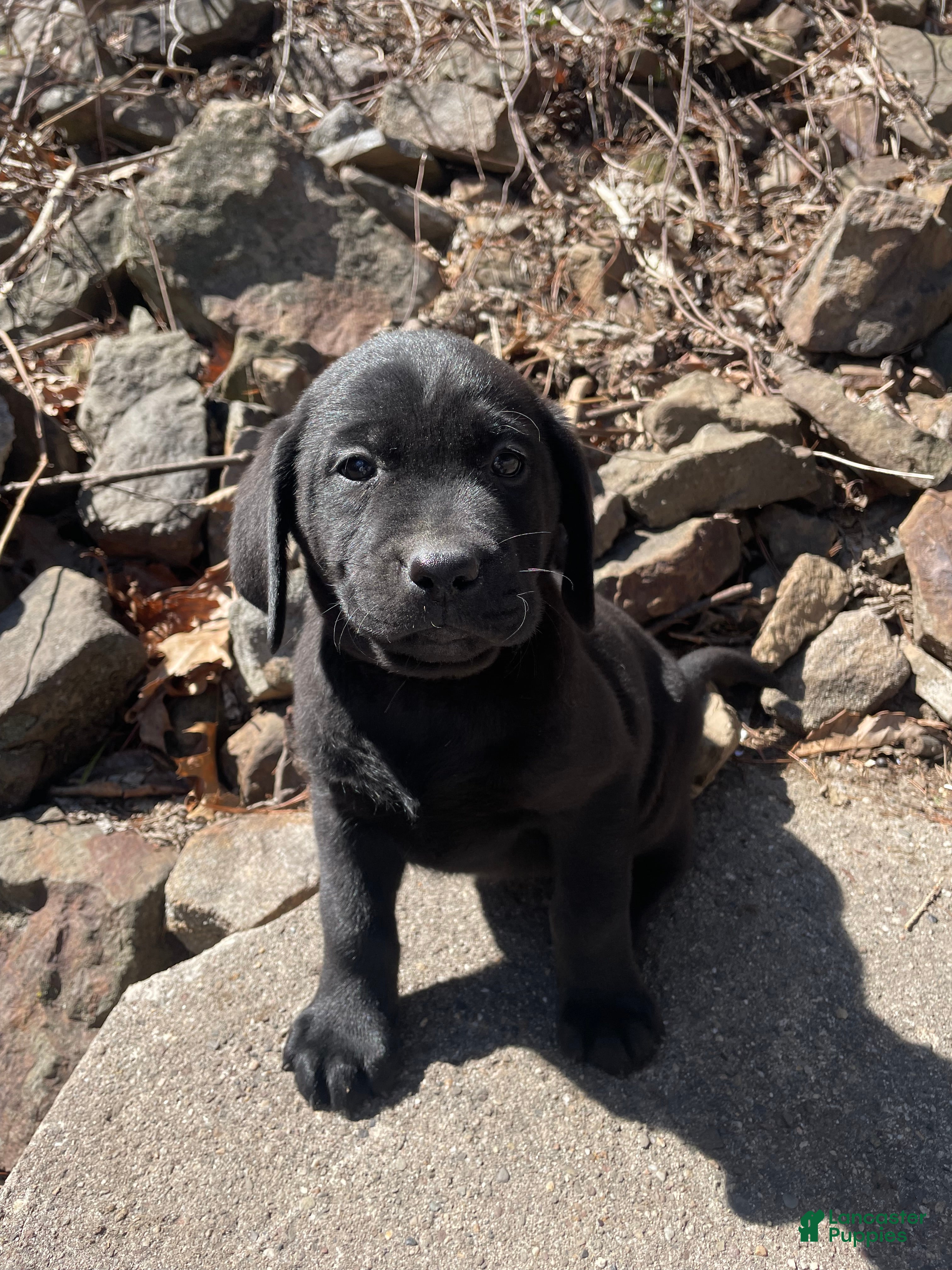 Labrador Retriever dogs Labrador Retriever Collar Pink - Ad 1