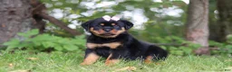 Rottweiler dogs for sale: Honey - Ad 3