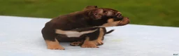 American Bully dogs for sale: Chocolate Tri Male - Ad 8