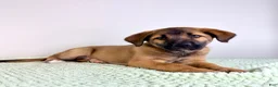 Mixed Breed dogs for sale: Moose - Ad 4