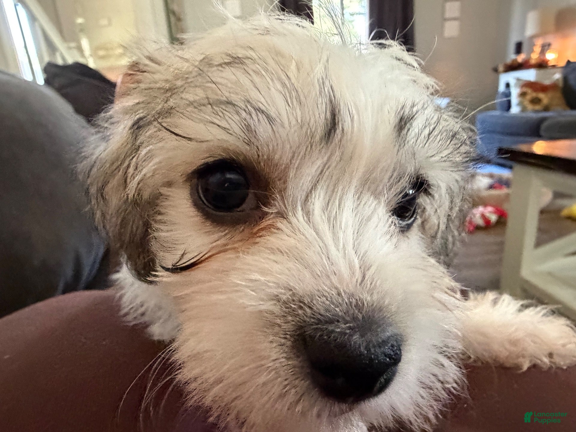 Maltipoo dogs Maltipoo 7 - Ad 1
