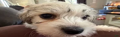 Maltipoo 7
