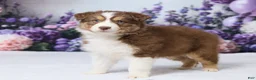 Australian Shepherd dogs for sale: CeCe - Ad 5