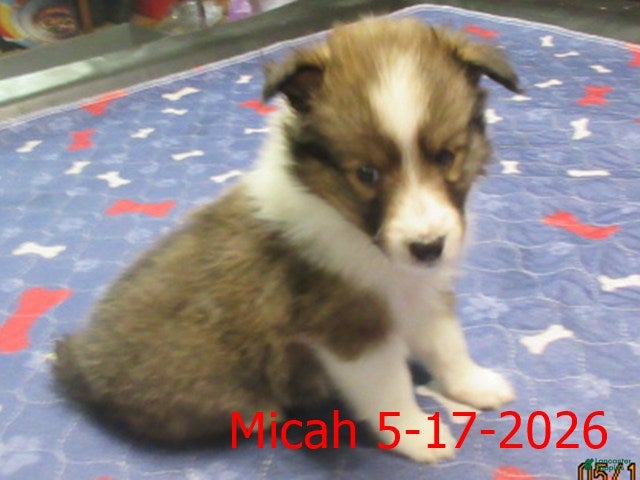 Shetland Sheepdog dogs Micah Male  - Ad 2