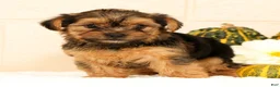 Yorkshire Terrier dogs for sale: Pumpkin - Ad 1