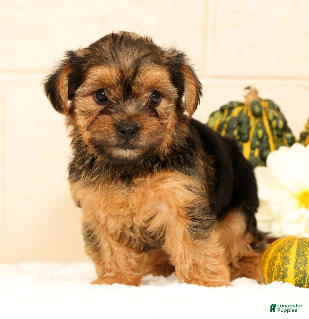 Yorkshire Terrier dogs for sale: Pumpkin - Ad 1