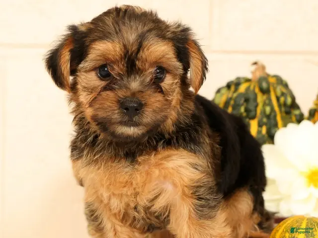 Yorkshire Terrier dogs for sale: Pumpkin - Ad 1