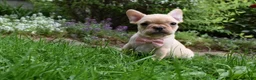 French Bulldog dogs for sale: Sierra - Ad 4