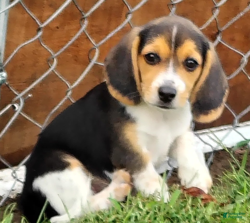Beagle dogs Little man - Ad 2