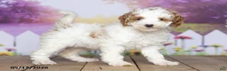 Mini Goldendoodle dogs for sale: Daisy - Ad 3