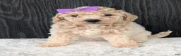 Bichpoo dogs for sale: Lyla - Ad 7