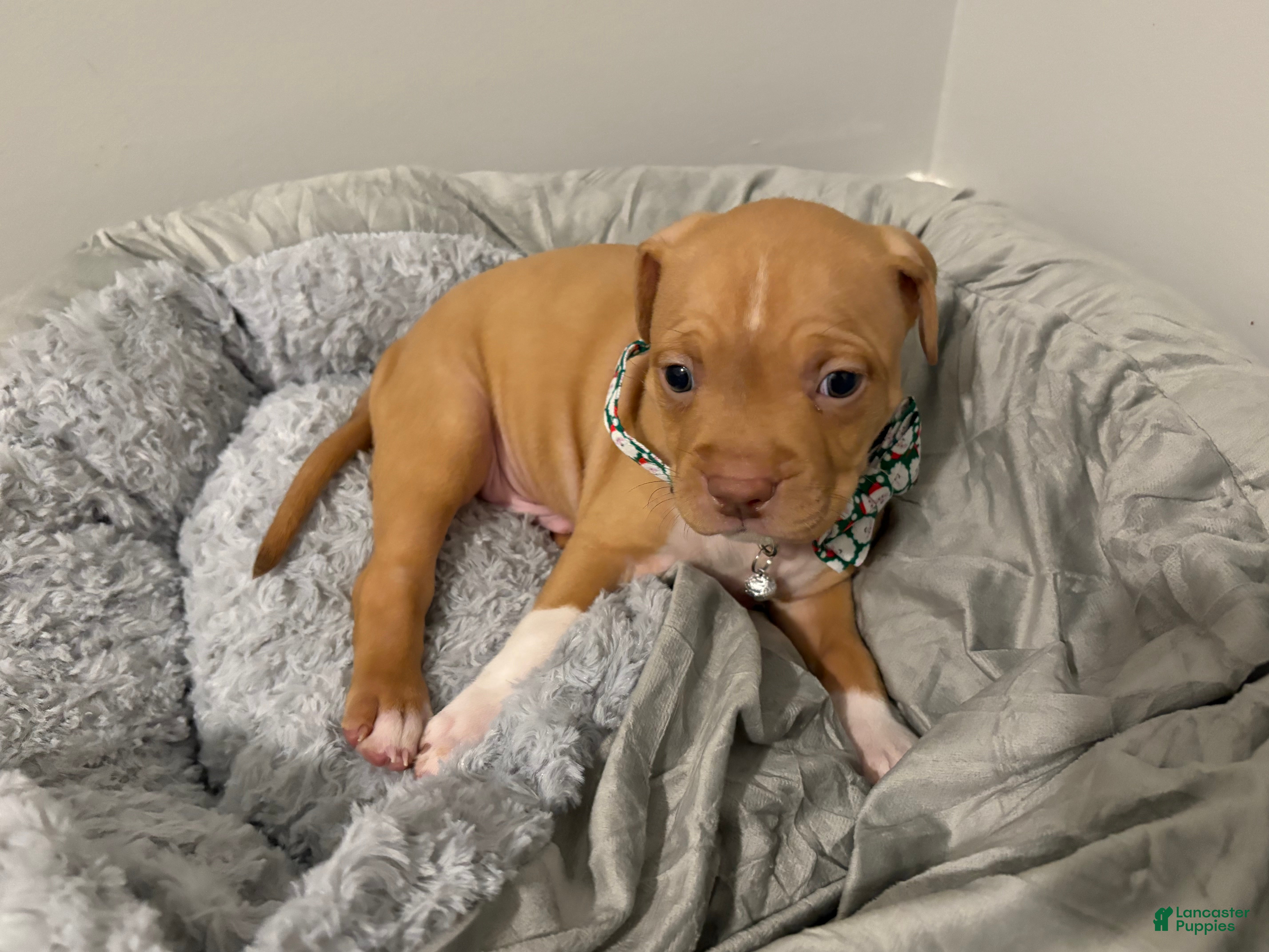 American Pit Bull Terrier dogs American Pit Bull Terrier Puppy 3 - Ad 14